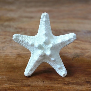 Puede incluir: Una estrella de mar blanca con una superficie texturizada y rugosa, con cinco brazos distintos. El objeto presenta un acabado mate y un aspecto rígido y calcificado, mostrando la simetría radial natural y los detalles orgánicos.