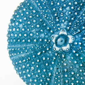 May include: A blue sea urchin shell with a textured surface and a flower-like pattern in the center.