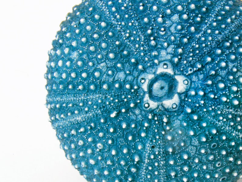 May include: A blue sea urchin shell with a textured surface and a flower-like pattern in the center.