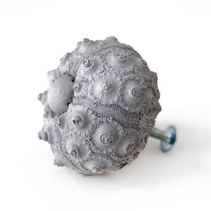 May include: A gray sea urchin shell with a metal screw attached, used as a decorative cabinet knob.