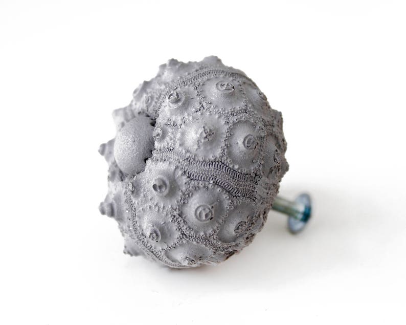 May include: A gray sea urchin shell with a metal screw attached, used as a decorative cabinet knob.
