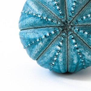 May include: A round, teal-coloured sea urchin shell featuring a textured surface with prominent radial ridges. The shell displays a gradient of blue and white tones, with small, white, bead-like dots arranged in lines along each of the ridges.