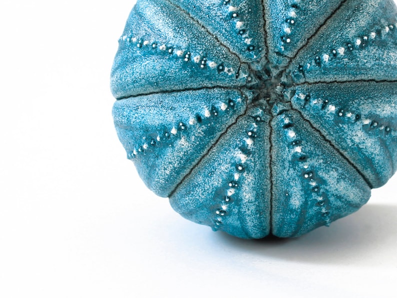 May include: A round, teal-coloured sea urchin shell featuring a textured surface with prominent radial ridges. The shell displays a gradient of blue and white tones, with small, white, bead-like dots arranged in lines along each of the ridges.