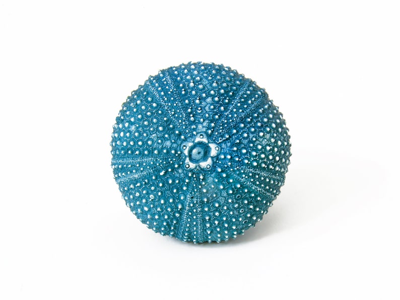 May include: A blue sea urchin shell with a star-shaped pattern in the center.
