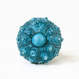 May include: A teal sea urchin shell featuring a spherical, textured surface with prominent radial ridges and small, raised bumps. The center displays a smooth, circular plate, while the overall structure exhibits a deep, saturated blue-green color.