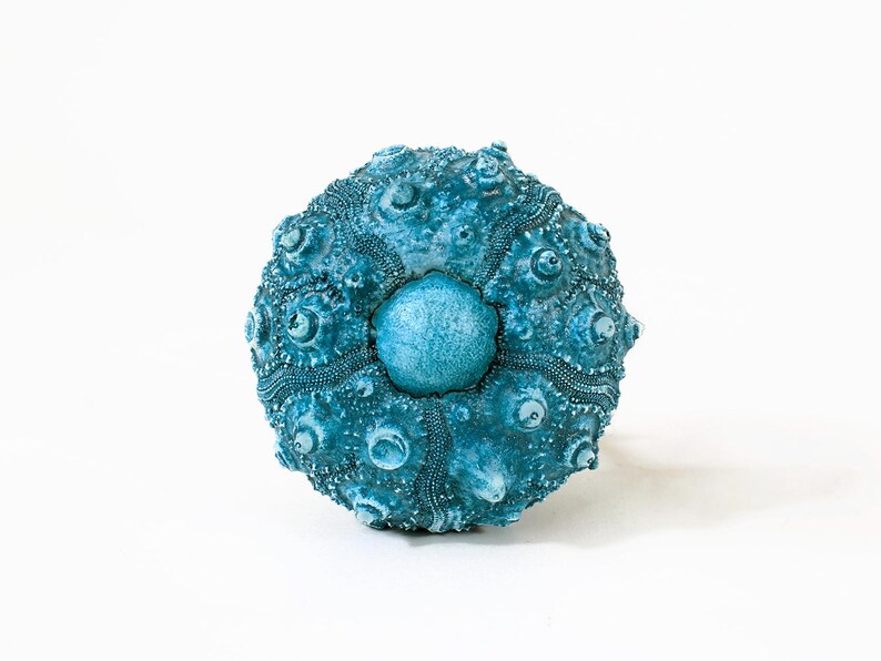 May include: A teal sea urchin shell featuring a spherical, textured surface with prominent radial ridges and small, raised bumps. The center displays a smooth, circular plate, while the overall structure exhibits a deep, saturated blue-green color.