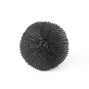 Op de afbeelding: Een zwarte zee-egel schelp met een stekelige textuur.