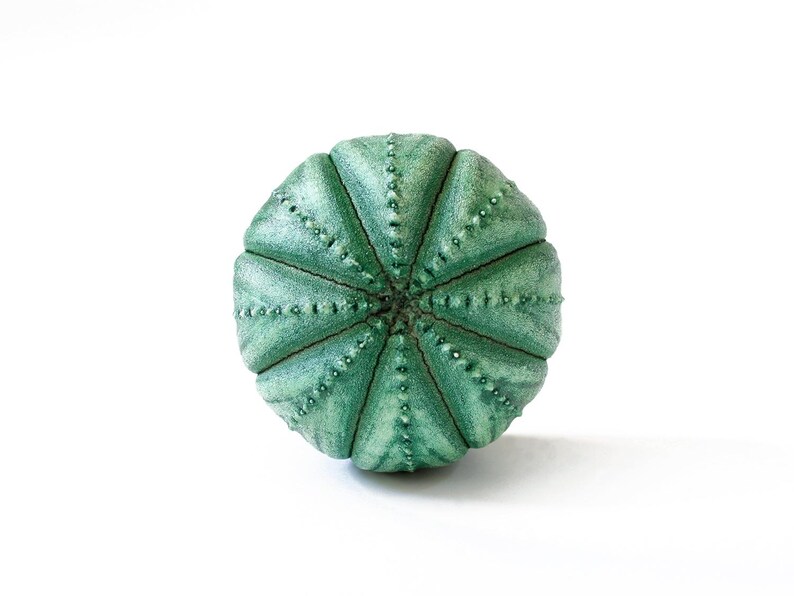 Knobs drawer knobs for dresser knobs set knobs and handles knobs and pulls cupboard knobs cupboard door knobs kitchen knobs cabinet knobs imagen 10