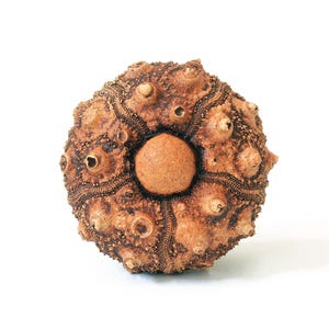 May include: A brown sea urchin test with a spherical shape, featuring a textured surface covered in small, raised bumps and distinct radial patterns. The center displays a smooth, circular opening, while the overall appearance is organic.