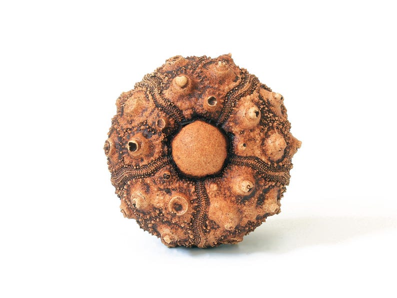 May include: A brown sea urchin test with a spherical shape, featuring a textured surface covered in small, raised bumps and distinct radial patterns. The center displays a smooth, circular opening, while the overall appearance is organic.