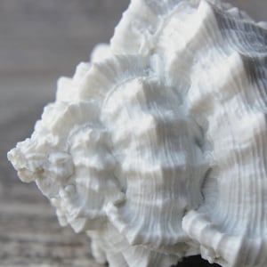 以下が含まれることがあります： 表面がテクスチャ加工され、リブ状になっている白い貝殻。貝殻はらせん状の形をしており、自然のものです。