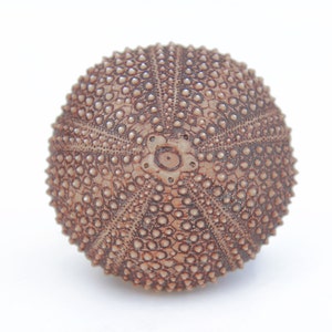 Könnte beinhalten: Eine braune Seeigel-Schale mit einer strukturierten Oberfläche und einem sternförmigen Muster in der Mitte.