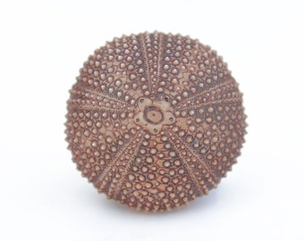 ビーチハウスのユニークなノブ、キャビネットの取っ手、引き出しのハンドルと取っ手、ドレッサーの取っ手、ドレッサーのハードウェア、家具のノブ、キッチンのノブ、ウニ