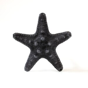 Puede incluir: Una estrella de mar negra con un diseño simétrico de cinco puntas. La estrella de mar tiene una superficie texturizada con pequeñas protuberancias de color claro. La imagen está sobre un fondo blanco, destacando el espécimen marino.
