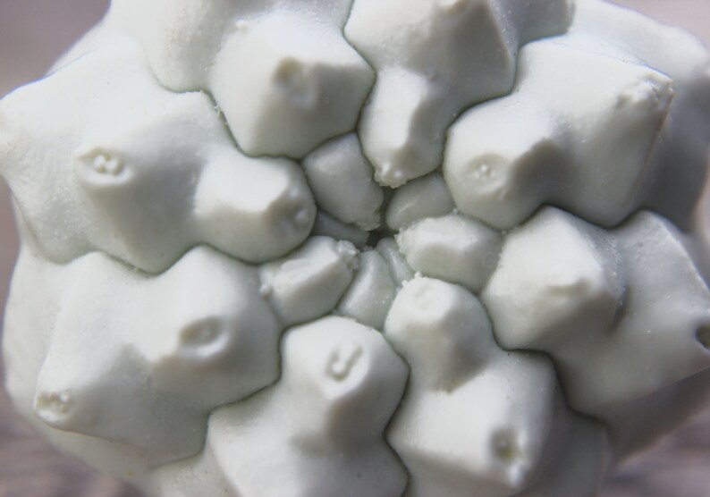 May include: Close-up of a light green, textured, round object with a series of small, raised, circular shapes.