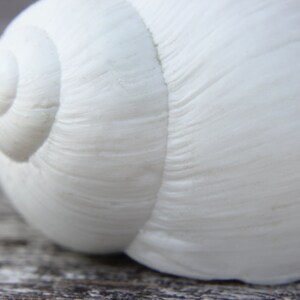 Pode incluir: Um close-up de uma concha de caracol branca com um padr&atilde;o espiral. A concha &eacute; lisa e tem um acabamento brilhante.