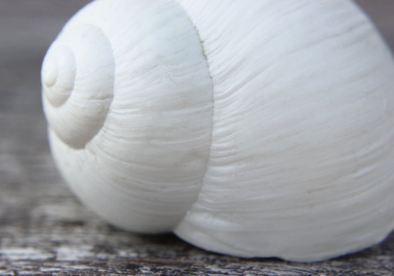 Pode incluir: Um close-up de uma concha de caracol branca com um padr&atilde;o espiral. A concha &eacute; lisa e tem um acabamento brilhante.