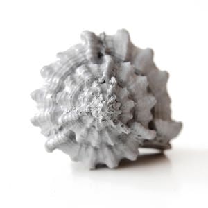 Può includere: Una conchiglia grigia con un motivo a spirale e una superficie testurizzata.