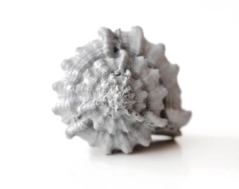 Concrete knobs furniture knobs kitchen cabinet knobs dresser hardware drawer knobs cabinet handles knobs and pulls sea shell decor knob