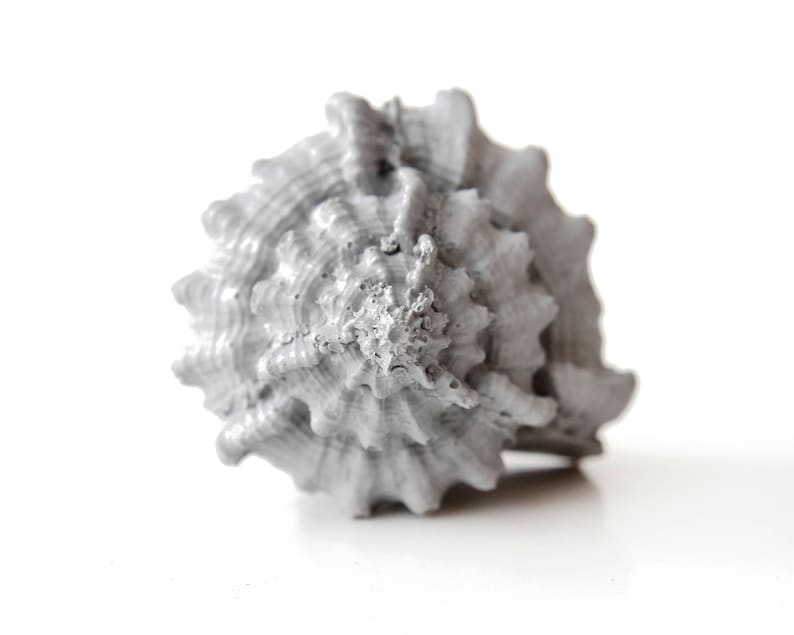 May include: A grey seashell with a spiral pattern and a textured surface.