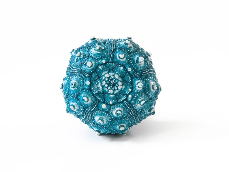 May include: A teal blue sea urchin shell with a white center and a spiky texture.