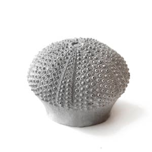May include: A gray sea urchin shell with a textured surface. The shell is round and has a small opening at the top.