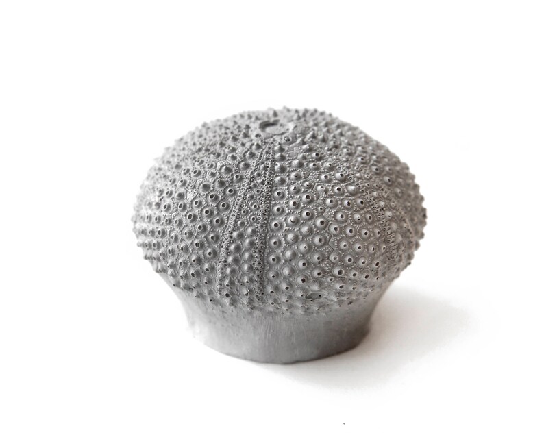 May include: A gray sea urchin shell with a textured surface. The shell is round and has a small opening at the top.
