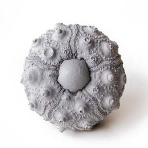 May include: A light gray sea urchin test featuring a spherical shape with a textured surface covered in small, raised bumps and distinct radial patterns radiating from a smooth, pentagonal central plate at the top of the specimen.