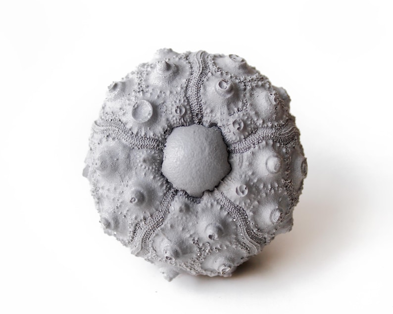 May include: A light gray sea urchin test featuring a spherical shape with a textured surface covered in small, raised bumps and distinct radial patterns radiating from a smooth, pentagonal central plate at the top of the specimen.