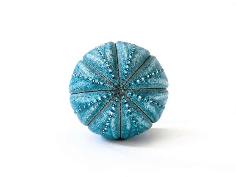 May include: A spherical sea urchin shell with a vibrant turquoise blue finish. The surface features a radial pattern of segmented ridges, each adorned with a line of small, raised, bead-like bumps that converge at the center point.