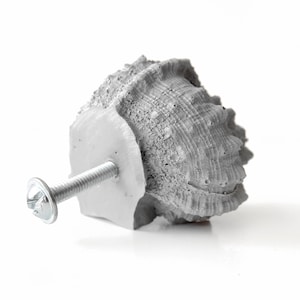 May include: A grey seashell-shaped cabinet knob with a silver screw. The knob is made of a textured material that resembles a seashell.