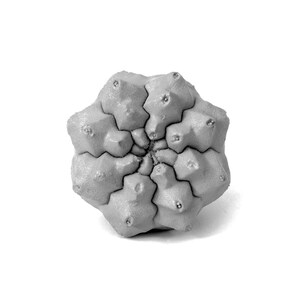 May include: A top-down view of a grey, star-shaped succulent plant with a geometric, segmented structure. The plant features multiple rounded, protruding lobes arranged in a radial pattern, each topped with a small, centred indentation.