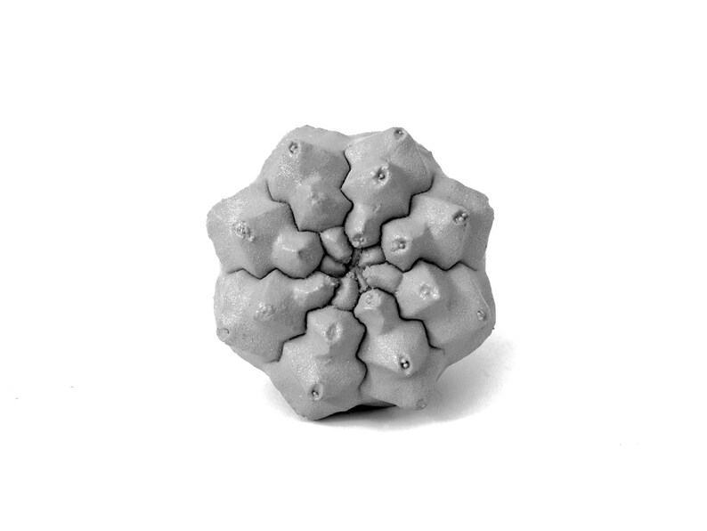 May include: A top-down view of a grey, star-shaped succulent plant with a geometric, segmented structure. The plant features multiple rounded, protruding lobes arranged in a radial pattern, each topped with a small, centred indentation.