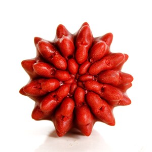 Pode incluir: Um objeto vermelho vibrante em forma de estrela com uma superfície texturizada e granulada. A forma apresenta numerosas protuberâncias arredondadas semelhantes a pétalas que irradiam de um ponto central, criando um padrão radial denso.