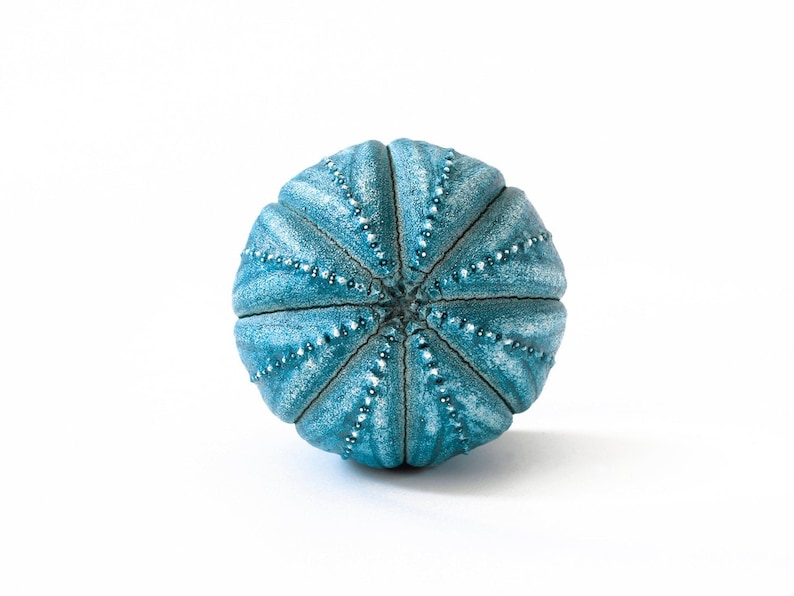May include: A spherical sea urchin test with a vibrant turquoise blue finish. The object features a symmetrical radial pattern with distinct, raised ridges and small, evenly spaced white dots running along each segment from the centre point.