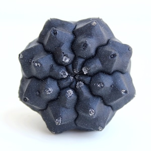 May include: A dark charcoal-coloured succulent plant with a geometric, star-shaped structure. The plant features multiple pointed, fleshy segments arranged in a radial pattern, with small, light-coloured textured spots at the tip of each protrusion.