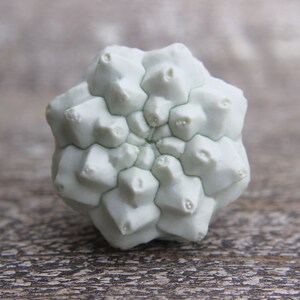 Pode incluir: Uma concha de ouriço-do-mar geométrica em forma de estrela de cor verde pálida com uma superfície texturizada.