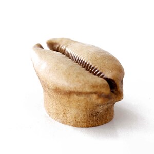 Może przedstawiać: Jasnobrązowa muszla kauri o gładkiej, zaokrąglonej powierzchni i lekko otwartym szwie w środku.