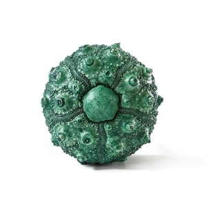 May include: A spherical sea urchin test in a deep emerald green hue. The surface features a complex, radial pattern of raised bumps and textured ridges that converge toward a central, smooth pentagonal plate at the top of the specimen.