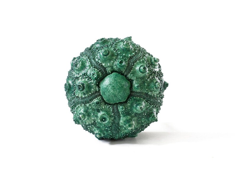 May include: A spherical sea urchin test in a deep emerald green hue. The surface features a complex, radial pattern of raised bumps and textured ridges that converge toward a central, smooth pentagonal plate at the top of the specimen.