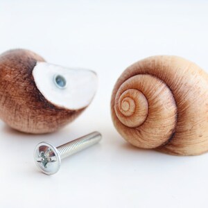 May include: Two brown seashell cabinet knobs with a silver screw. The seashells are different shapes and sizes. One is a spiral shell and the other is a half shell.