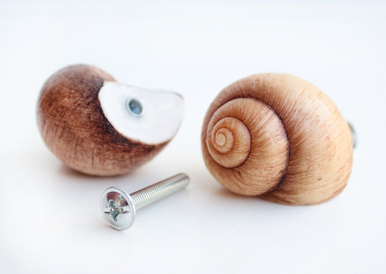 May include: Two brown seashell cabinet knobs with a silver screw. The seashells are different shapes and sizes. One is a spiral shell and the other is a half shell.