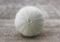Beach house cupboard knobs drawer knobs cabinet knobs dresser knobs decorative knobs kitchen hardware furniture hardware sea urchin product logo