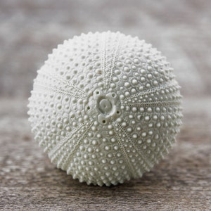 Beach house cupboard knobs drawer knobs cabinet knobs dresser knobs decorative knobs kitchen hardware furniture hardware sea urchin image 1