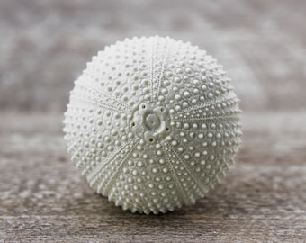 Pomos de armario de casa de playa, pomos de cajones, pomos de armario, pomos de tocador, pomos decorativos, herrajes de cocina, herrajes para muebles, erizo de mar