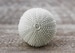 Beach house cupboard knobs drawer knobs cabinet knobs dresser knobs decorative knobs kitchen hardware furniture hardware sea urchin 