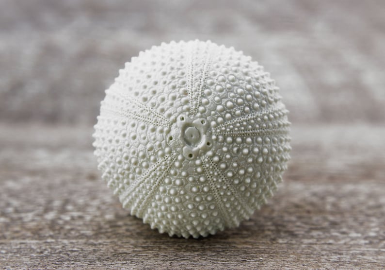 May include: A white sea urchin shell with a textured surface. The shell is round and has a small opening at the top.