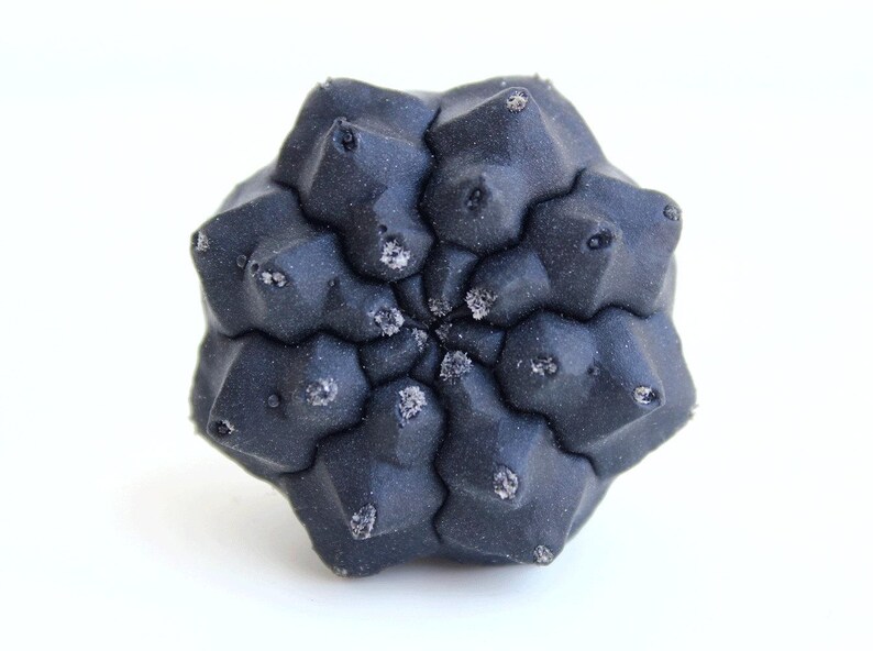 May include: A dark charcoal gray cactus with a geometric, star-shaped structure. The plant features multiple pointed, fleshy segments arranged in a radial pattern, with small, light-colored, textured spots at the tip of each individual protrusion.