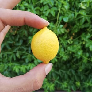 Peut inclure: Un citron jaune vif tenu dans une main, avec un fond de feuilles vertes.