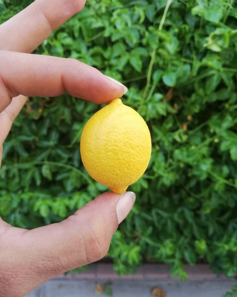 Peut inclure: Un citron jaune vif tenu dans une main, avec un fond de feuilles vertes.